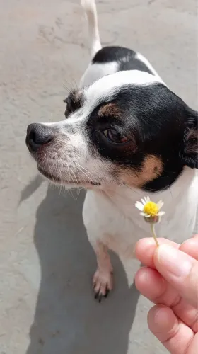 Namorada para meu cachorro
