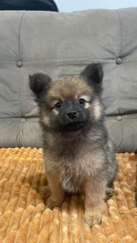 Lulu da Pomerânia filhote machinho
