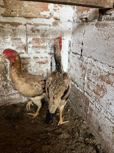 Galinha Índia bico curto?