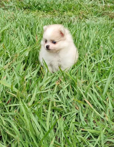 Lulu da Pomerânia (mini, olhos azul piscina)