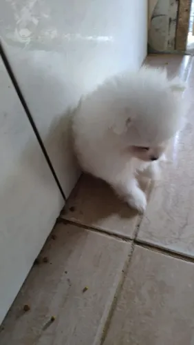 Vendo lulu