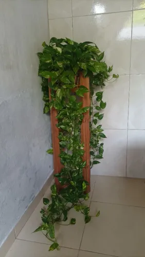 Planta jibóia com suporte!