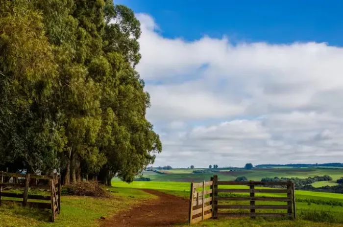 Gerente de fazenda - Araguapaz- GO