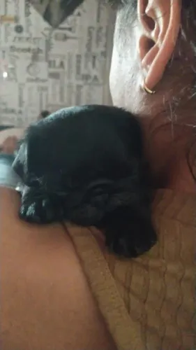 Filhote de pug 