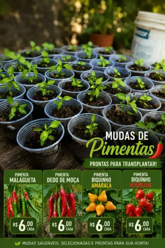 Mudas de Pimenta