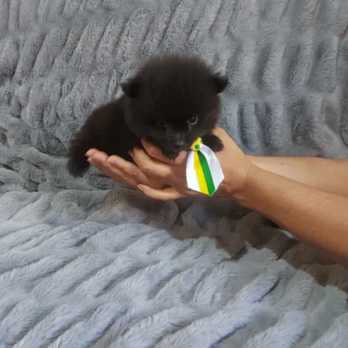 Spitz Alemão Anão
