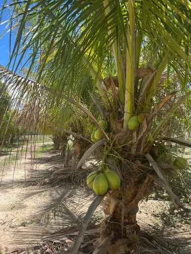 Propriedade Rural no município de Goianésia