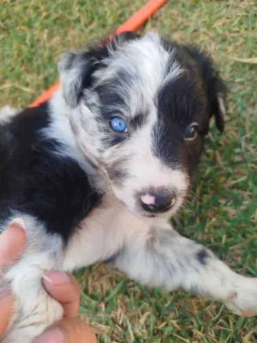 Venda de Border Collie.