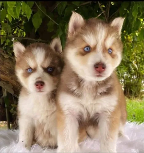 Husky Siberiano "Nasci para explorar horizontes."