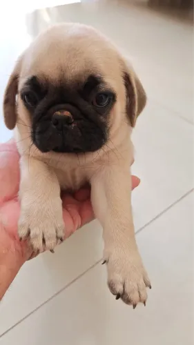 Filhotes de Pug Etc.