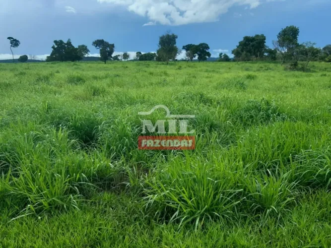Fazenda Barata em Mozarlândia-GO. (100 Alqueires)