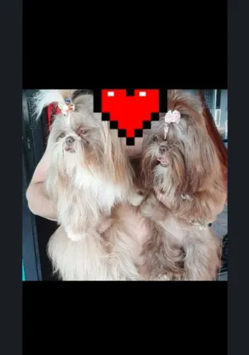 Shih tzu