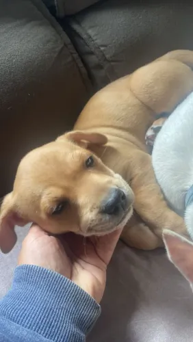 cachorro