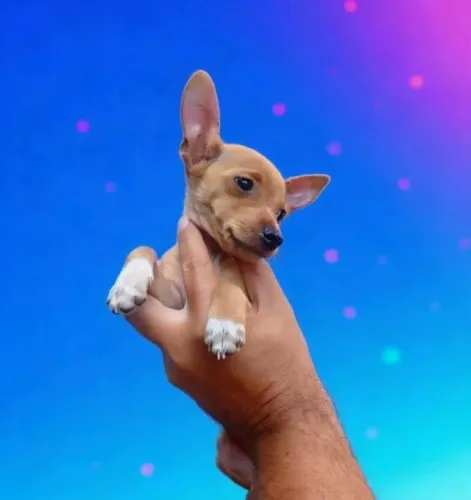 Pinscher Zero Cheio de Energia