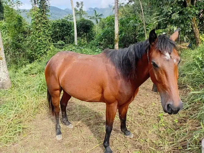 Ele é castrado muito dócil excelente para montar e da um passeio.