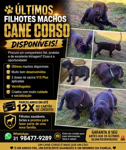 Cane corso fiel companheiro 