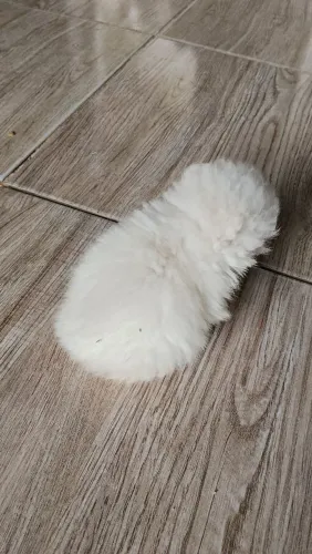 Lindo bebê lulu