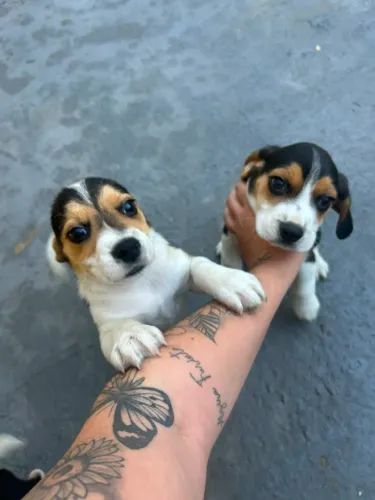 ? Beagle Disponível | Filhotes Lindos e Bem Socializados