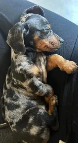 Basset teckel docil e companheiro