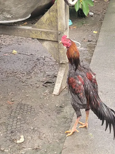 Galo indio novo