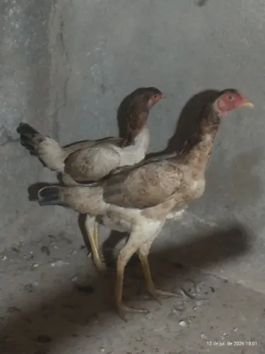 Galinha índio Malaio