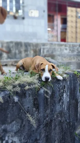 Vende-se filhote de Pitbull fêmea