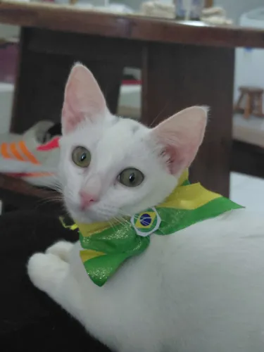 Adoção gata 03 meses