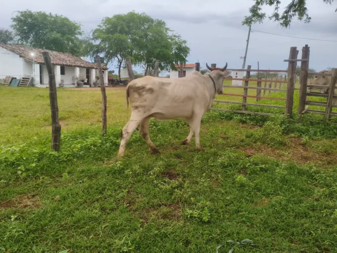 Novilha Nelore 