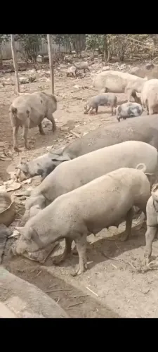 Vende se porco vivo ou abatido 15 reais o Kilo