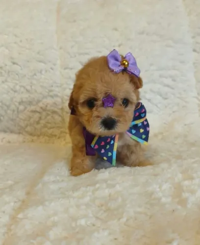 Poodle toy últimos filhotes