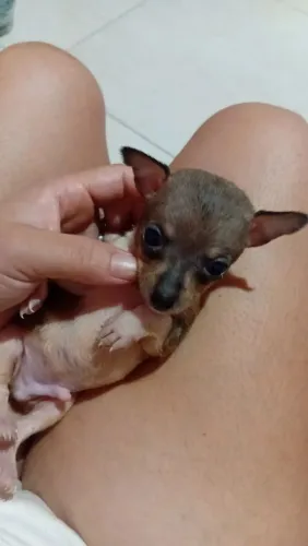 Cachorrinho 