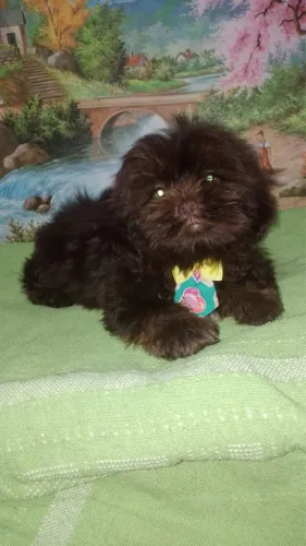 Lhasa APSO chocolate 