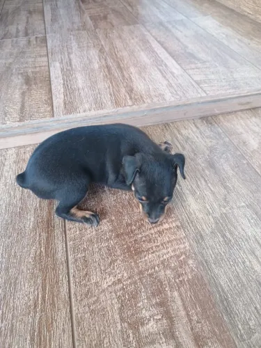 pinscher