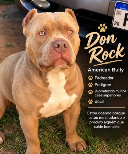 DOAÇÃO DOG - AMERICAN BULLY