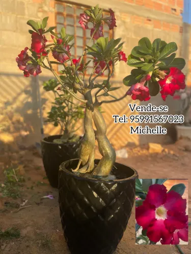 Plantas