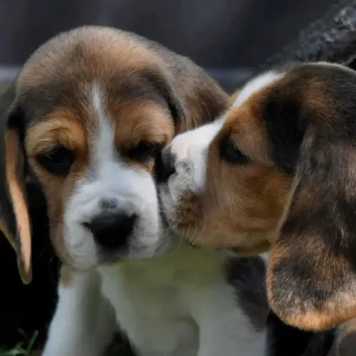 Beagle Você precisa conhecer esse filhote