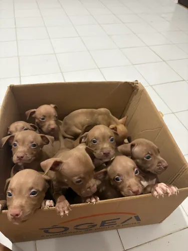 Filhote Pitbull