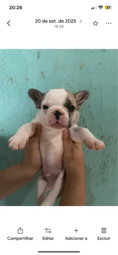 Bulldog Francês 