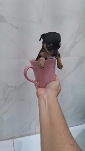 Pinscher fêmea tamanho zero