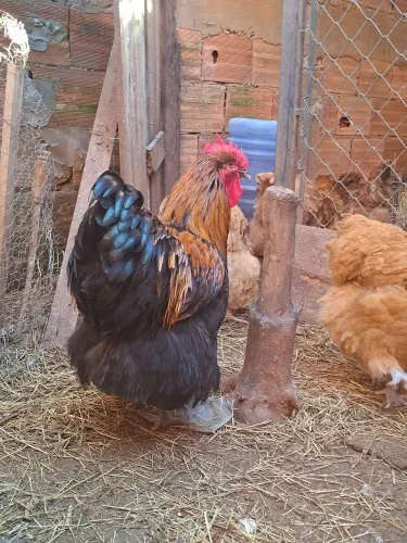 Casal orpignton.