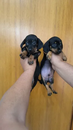 Machinhos de Basset preto e canela a pronta entrega - alfenas MG