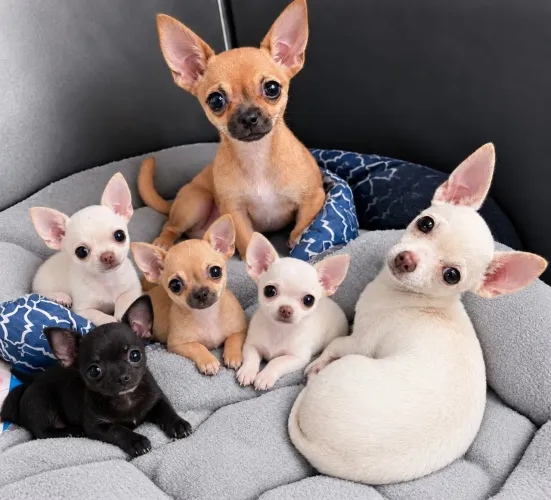 Pinscher