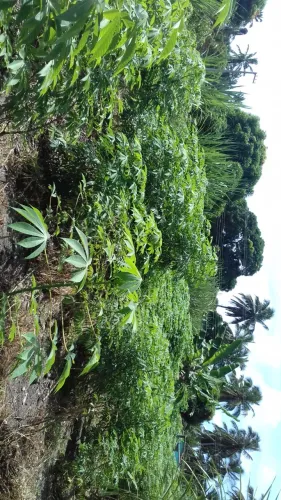 VENDE-SE TERRENO RURAL (BAÍA FORMOSA/RN)