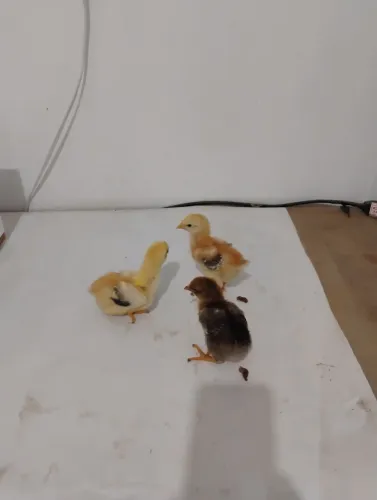 Aves