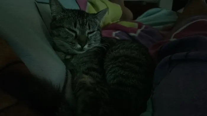 Gatos