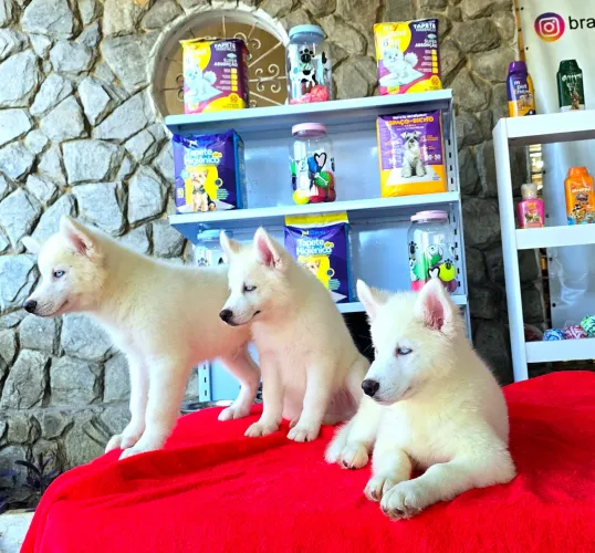 Filhotes de Husky Siberiano BRANCO DE OLHOS AZUIS