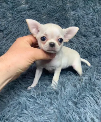 Chihuahua O Chihuahua acompanhou o tutor durante toda a rotina da manhã.