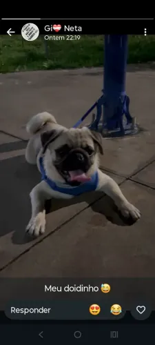 Venda de filhotes de pug