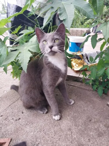 Gatinho Cinza lindo para adoção - RJ