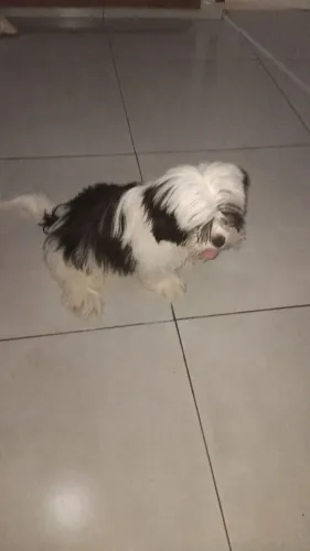 lindo filhote de lhasa apso